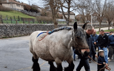Assemblée générale des chevaux lourds