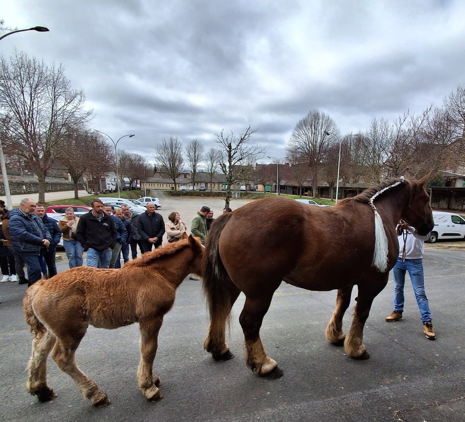 Chevaux lourds Allanche Dimanche 5 avril 2026