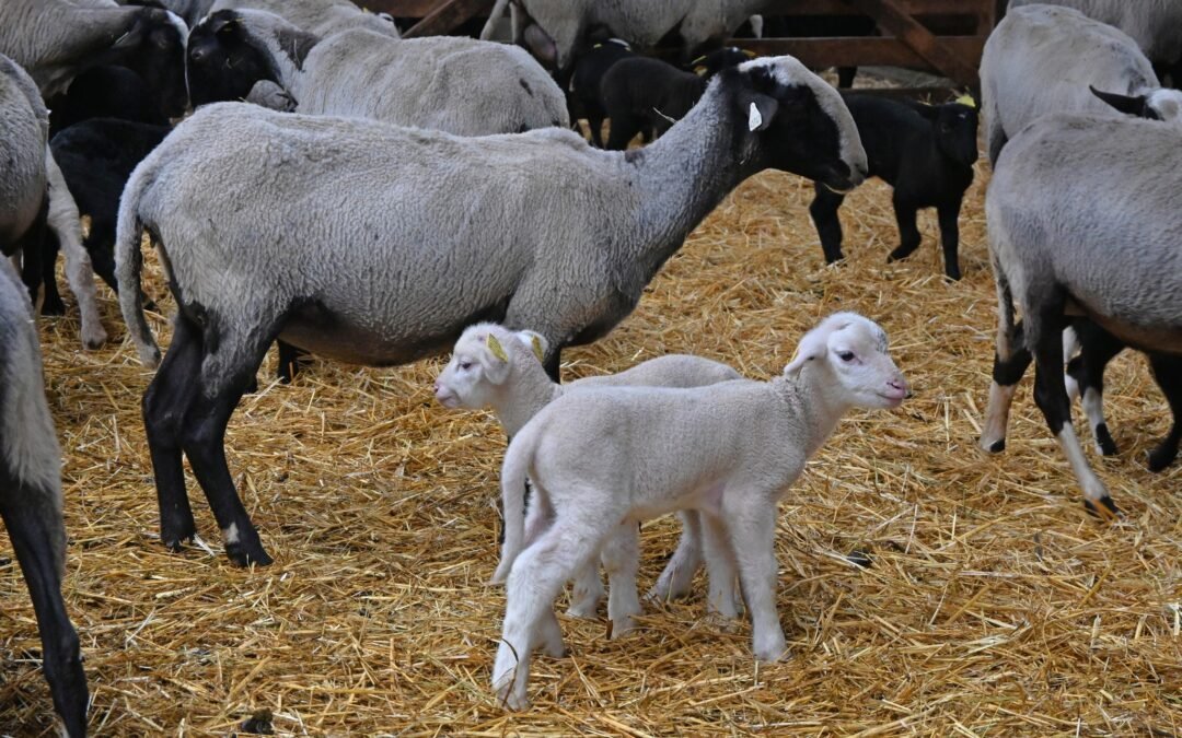 un berger dans mon école