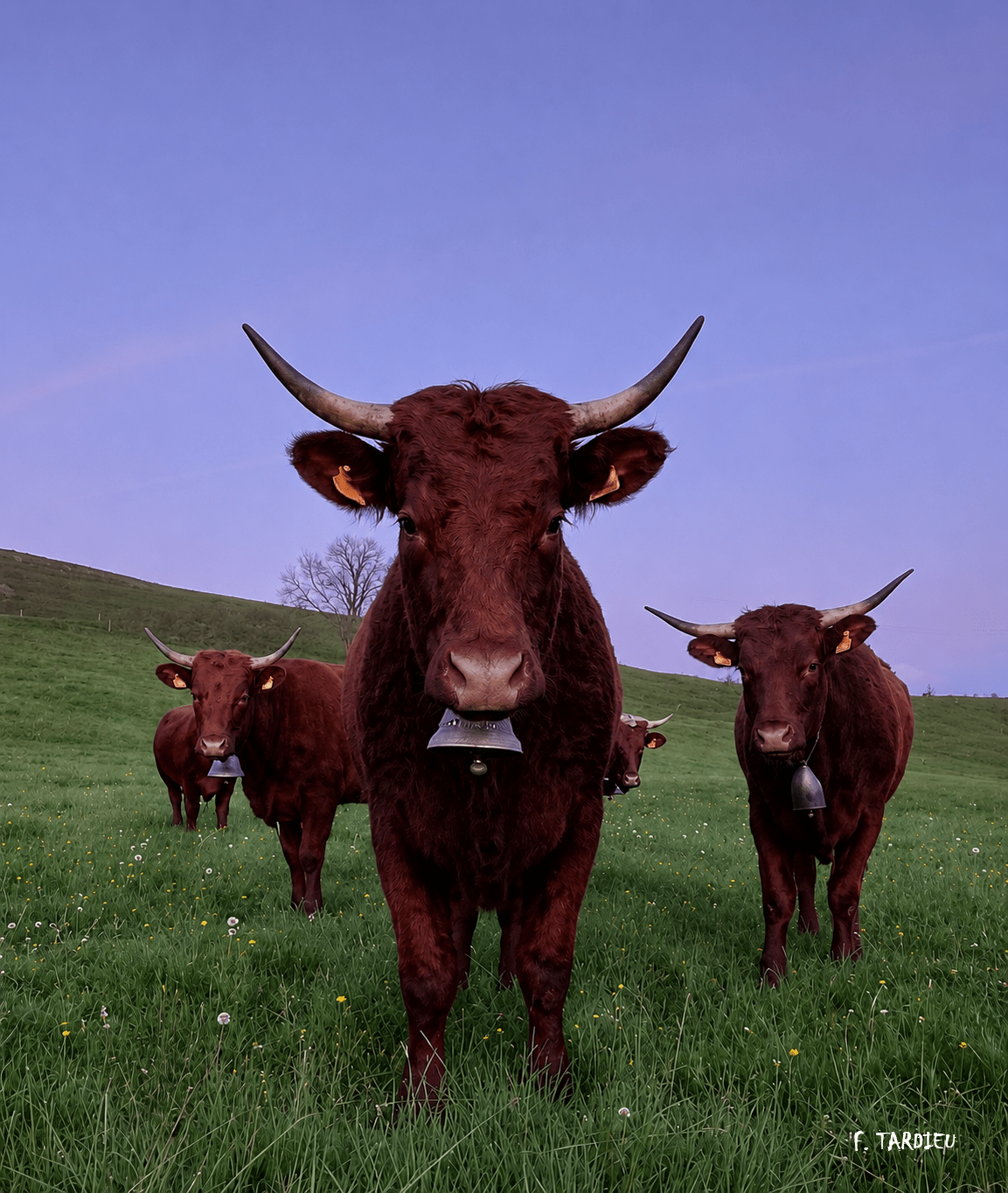 Jeune vache Salers