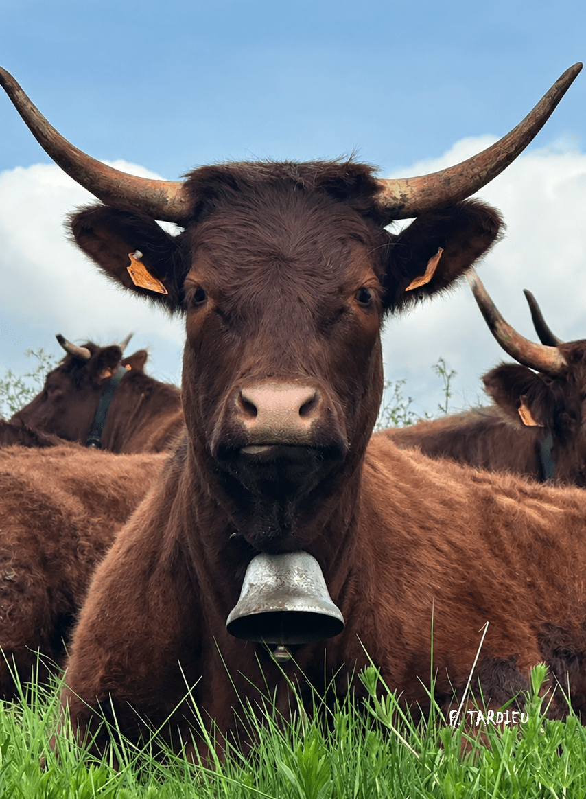 Vache Salers